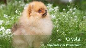  Presentation with beautiful nature - Beautiful presentation theme featuring puppies show - beautiful orange dog - pomeranian backdrop and a tawny brown colored foreground