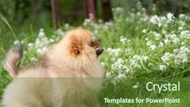  Presentation with dog oral - PPT theme having puppies show - beautiful orange dog - pomeranian background and a tawny brown colored foreground