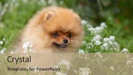  Presentation with dog oral - Presentation design with puppies show - beautiful orange dog - pomeranian background and a coral colored foreground