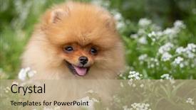  Presentation with dog oral - Colorful presentation theme enhanced with puppies show - beautiful orange dog - pomeranian backdrop and a coral colored foreground