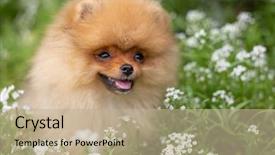  Presentation with dog oral - Slide set having puppies show - beautiful orange dog - pomeranian background and a mint green colored foreground