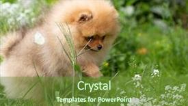  Presentation with beautiful nature - Presentation design enhanced with puppies show - beautiful orange dog - pomeranian background and a tawny brown colored foreground