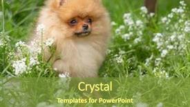  Presentation with beautiful nature - Amazing presentation theme having puppies show - beautiful orange dog - pomeranian backdrop and a tawny brown colored foreground