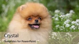  Presentation with dog oral - Presentation consisting of puppies show - beautiful orange dog - pomeranian background and a soft green colored foreground