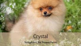  Presentation with dog oral - Presentation with puppies show - beautiful orange dog - pomeranian background and a coral colored foreground