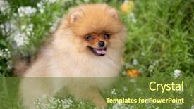  Presentation with dog oral - Presentation theme having puppies show - beautiful orange dog - pomeranian background and a tawny brown colored foreground