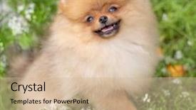  Presentation with dog oral - Cool new PPT theme with puppies show - beautiful orange dog - pomeranian backdrop and a soft green colored foreground