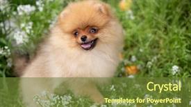  Presentation with beautiful nature - Slide set enhanced with puppies show - beautiful orange dog - pomeranian background and a tawny brown colored foreground