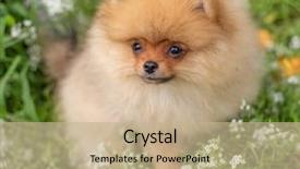  Presentation with dog oral - Amazing presentation design having puppies show - beautiful orange dog - pomeranian backdrop and a  colored foreground