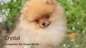  Presentation with dog oral - Presentation theme consisting of puppies show - beautiful orange dog - pomeranian background and a  colored foreground
