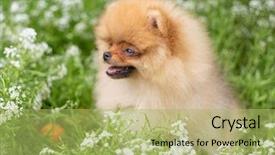  Presentation with beautiful nature - Presentation design with puppies show - beautiful orange dog - pomeranian background and a mint green colored foreground