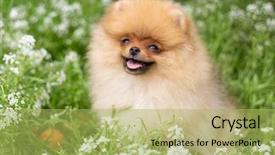  Presentation with beautiful nature - Colorful presentation theme enhanced with puppies show - beautiful orange dog - pomeranian backdrop and a yellow colored foreground