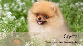  Presentation with pet - Slide set having puppies show - beautiful orange dog - pomeranian background and a soft green colored foreground