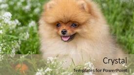  Presentation with beautiful nature - Audience pleasing presentation design consisting of puppies show - beautiful orange dog - pomeranian backdrop and a soft green colored foreground
