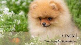  Presentation with dog oral - Cool new slide set with puppies show - beautiful orange dog - pomeranian backdrop and a soft green colored foreground