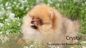  Presentation with beautiful nature - Presentation design enhanced with puppies show - beautiful orange dog - pomeranian background and a coral colored foreground