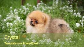  Presentation with dog oral - Amazing presentation theme having puppies show - beautiful orange dog - pomeranian backdrop and a tawny brown colored foreground