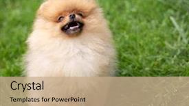  Presentation with beautiful-nature - Presentation consisting of puppies show - beautiful orange dog - pomeranian background and a  colored foreground