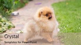  Presentation with beautiful nature - Presentation theme with puppies show - beautiful orange dog - pomeranian background and a  colored foreground