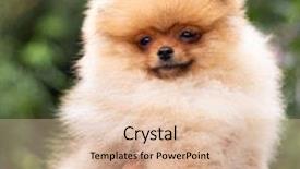  Presentation with beautiful nature - Presentation design having puppies show - beautiful orange dog - pomeranian background and a  colored foreground