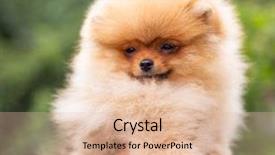  Presentation with dog oral - Cool new presentation design with puppies show - beautiful orange dog - pomeranian backdrop and a  colored foreground