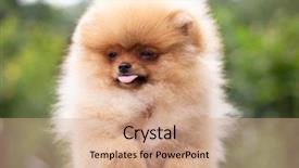  Presentation with dog oral - Presentation theme enhanced with puppies show - beautiful orange dog - pomeranian background and a  colored foreground