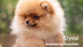  Presentation with beautiful nature - Amazing presentation having puppies show - beautiful orange dog - pomeranian backdrop and a  colored foreground