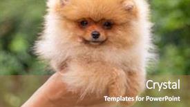  Presentation with beautiful nature - Presentation theme consisting of puppies show - beautiful orange dog - pomeranian background and a  colored foreground