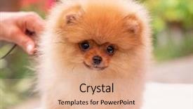  Presentation with dog oral - Beautiful presentation theme featuring puppies show - beautiful orange dog - pomeranian backdrop and a  colored foreground
