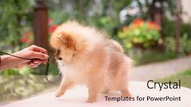  Presentation with dog oral - Presentation with puppies show - beautiful orange dog - pomeranian background and a  colored foreground