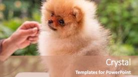  Presentation with dog oral - Presentation enhanced with puppies show - beautiful orange dog - pomeranian background and a  colored foreground