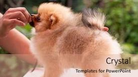  Presentation with dog oral - Amazing presentation theme having puppies show - beautiful orange dog - pomeranian backdrop and a  colored foreground