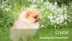  Presentation with beautiful nature - Beautiful slide set featuring puppies show - beautiful orange dog - pomeranian backdrop and a tawny brown colored foreground