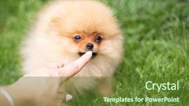  Presentation with dog oral - Slide set having puppies show - beautiful orange dog - pomeranian background and a  colored foreground