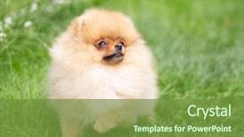  Presentation with beautiful nature - Audience pleasing presentation design consisting of puppies show - beautiful orange dog - pomeranian backdrop and a  colored foreground