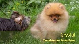  Presentation with beautiful nature - Presentation theme featuring puppies show - beautiful orange dog - pomeranian background and a tawny brown colored foreground