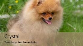  Presentation with pet - Cool new slide set with puppies show - beautiful orange dog - pomeranian backdrop and a coral colored foreground