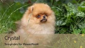  Presentation with beautiful nature - Slides having puppies show - beautiful orange dog - pomeranian background and a coral colored foreground
