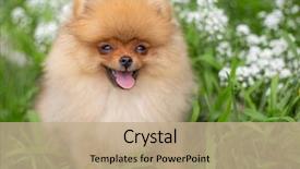  Presentation with beautiful nature - PPT layouts featuring puppies show - beautiful orange dog - pomeranian background and a coral colored foreground