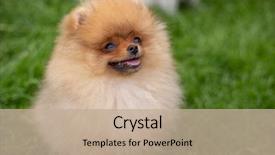 Presentation with beautiful-nature - Amazing PPT layouts having puppies show - beautiful orange dog - pomeranian backdrop and a mint green colored foreground