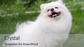  Presentation with beautiful nature - PPT layouts with puppies show - beautiful white dog - pomeranian background and a light gray colored foreground