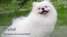  Presentation with cute christmas pug puppy dog - Theme having puppies show - beautiful white dog - pomeranian background and a light gray colored foreground