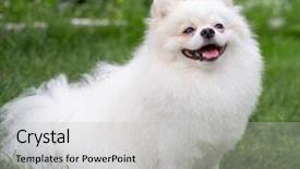  Presentation with cute christmas pug puppy dog - Audience pleasing PPT layouts consisting of puppies show - beautiful white dog - pomeranian backdrop and a light gray colored foreground