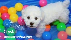  Presentation with old dog - Presentation theme enhanced with puppies show - bichon frise 9 week old background and a teal colored foreground