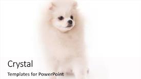 Presentation with puppy - Colorful slide set enhanced with puppies show - fluffy white puppy spitz breed backdrop and a  colored foreground