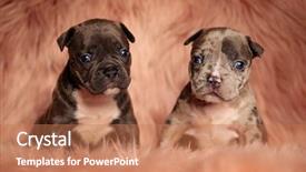  Presentation with bully - Slide set with puppies sitting on pink furry background and a coral colored foreground