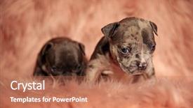  Presentation with bully - Cool new PPT theme with puppies sitting on pink furry backdrop and a coral colored foreground