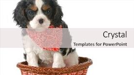  Presentation with king - Amazing slide deck having puppy - cavalier king charles spaniel backdrop and a light gray colored foreground