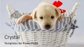  Presentation with cute christmas pug puppy dog - Presentation having puppy - portrait of cute labrador background and a  colored foreground