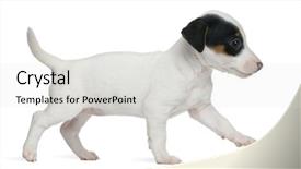  Presentation with old photographs black and white - Theme featuring puppy 7 weeks old walk background and a light gray colored foreground